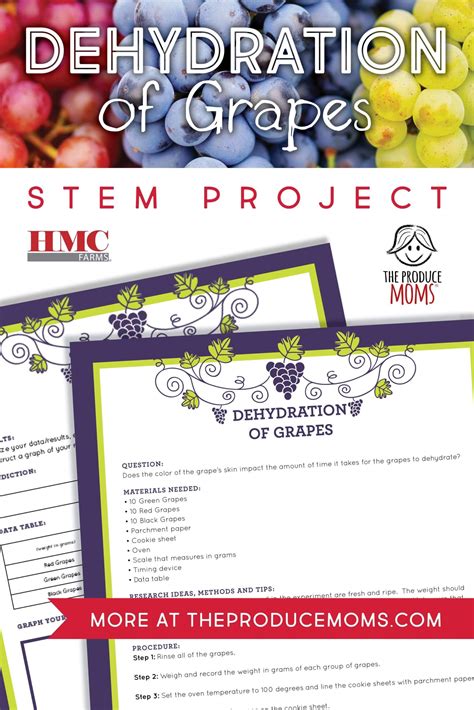 Dehydration Of Grapes Stem Project The Produce Moms
