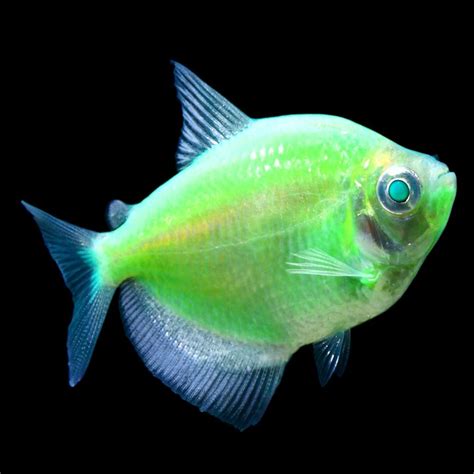 Glofish Electric Green Tetra Fish Goldfish Betta And More Petsmart