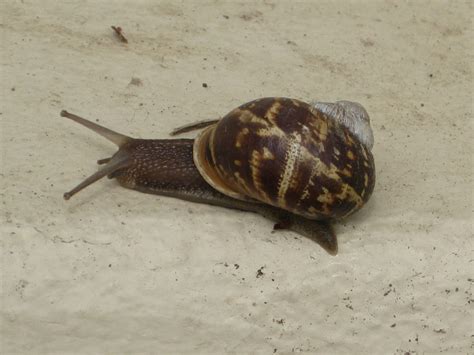 Wildlife Snail Catalina Island Ca Thriftyfun