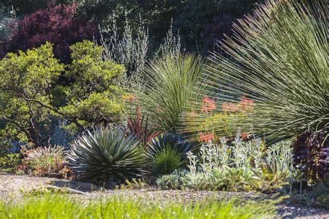 15 Best Plants For Drought Tolerant Gardens