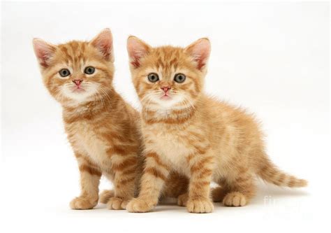 Kittens Photograph By Jane Burton Fine Art America