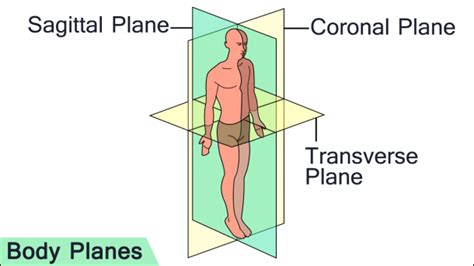 Sagittal Coronal And Transverse 3 Anatomical Planes Of Human Motion