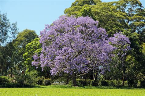 Where To See Perths Blooming Purple Jacaranda Trees This Spring