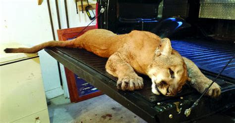 Cougar Killed By Idnr Officer Shaw Local