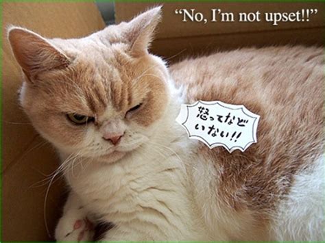 コワ可愛い 話題の怒り顔の猫 小雪の写真集小雪の怒ってなどいない が 発売 株式会社ベネッセホールディングスのプレスリリース