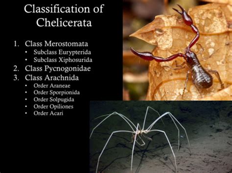 Subphylum Chelicerata Examples