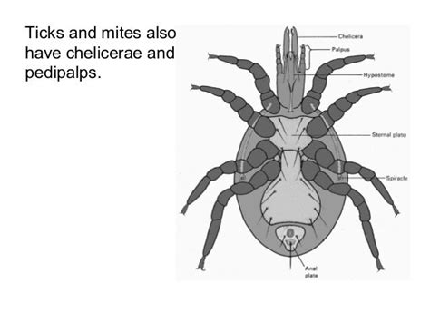 Subphylum Chelicerata Notes