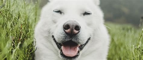 Download Wallpaper 2560x1080 Dog White Protruding Tongue Funny Pet