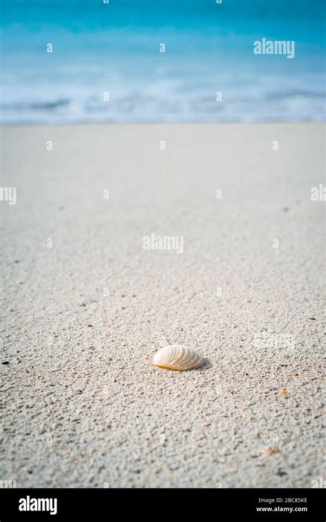 Seashell On Sandy Beach With White Foam Of Rolling Ocean Waves In