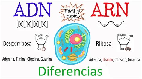 Papel de los nucleótidos en la estructura y función del ADN y ARN