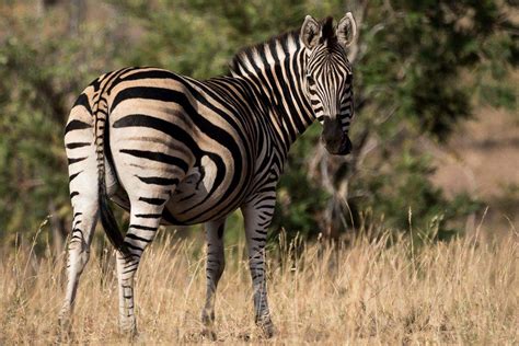 16sheldon Hooper Zebra Colour Sabi Sabi Private Game Reserve Blog