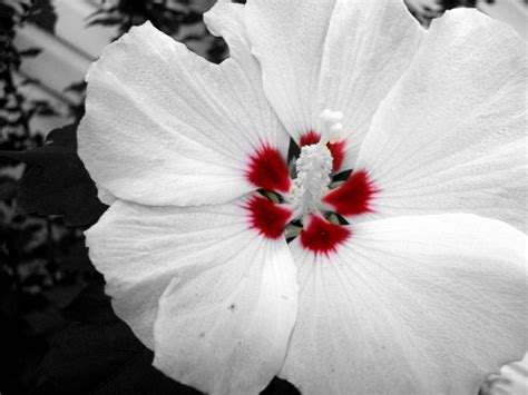 Red And White Flower 2560 X 1920