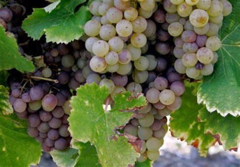 10 Popular White Wine Grape Varieties From All Over The World Fine