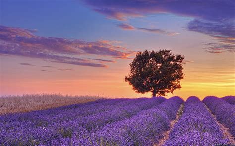 Lavender Field Valensole Plateau Sunrise Provence Bing Hd Wallpaper