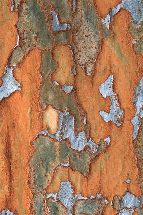 The World S Most Beautiful Bark Or Trees Worth A Closer Look Artofit