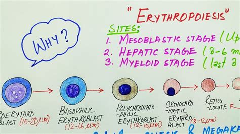Erythropoiesis Pathology Site Last M