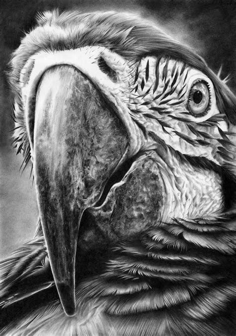 Hyper Realistic Wildlife Pencil Drawings Of Animals Bird Drawings