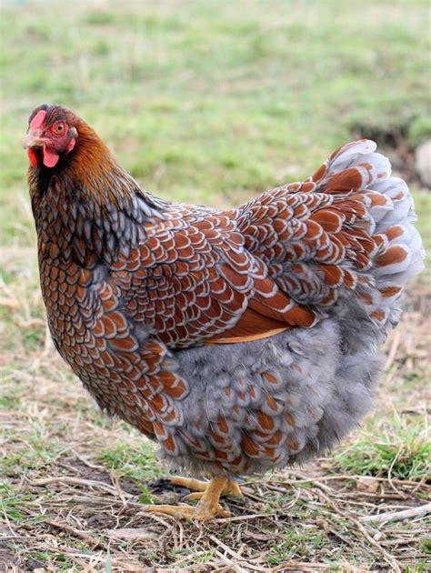We did not find results for: Blue Laced Wyandotte Large Fowl Hatching Eggs | Chickens ...