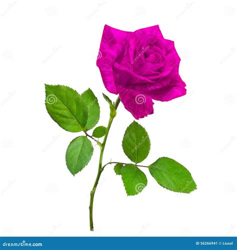 Beautiful Pink Rose Stock Image Image Of Isolated Blossom 56266941
