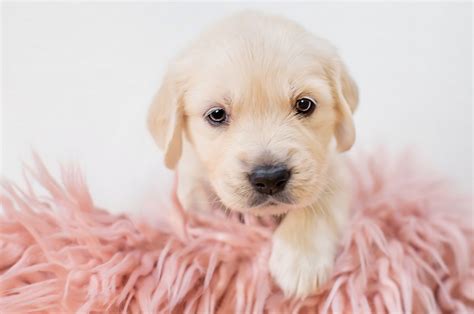 Puppy Cute Wallpapers Wallpaper Cave