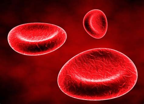 Función de los eritrocitos glóbulos rojos Bioquímica y Fisiología humana