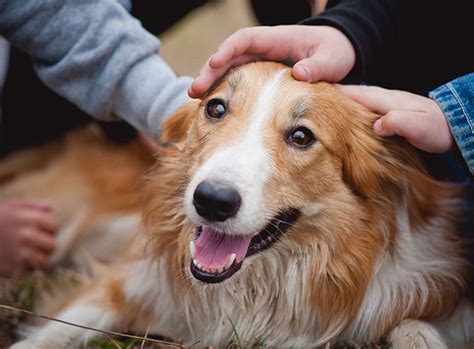 Neueste Studien Hunde Fühlen Wie Wir Menschen Zooroyal Magazin