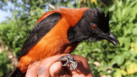 New Species Of Poisonous Birds Discovered In New Guinea Jungle By