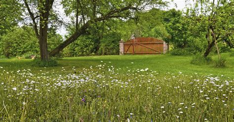 Blumenwiese Am Hof Anlegen Tipps Für Einen Wild Blühenden Garten