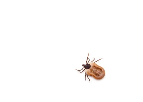 Tick Insect Stock Photos Royalty Free Tick Insect Images Depositphotos
