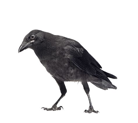 Dress Crow