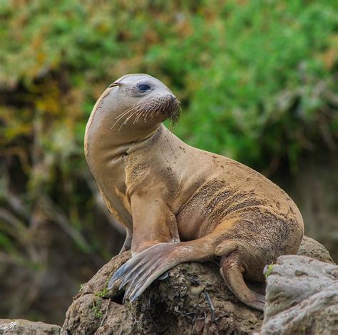 Ryan Wickiser On Instagram California Sea Lion Zalophus