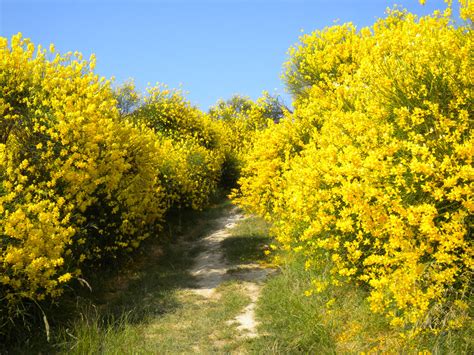 I fiori gialli sono il simbolo della solarità e della gioia di vivere. Macchia mediterranea - Colli Euganei