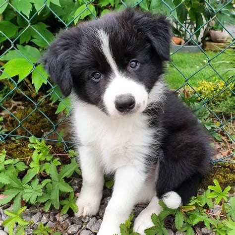 15 adorable photos of border collie puppies that will make everyone fall in love