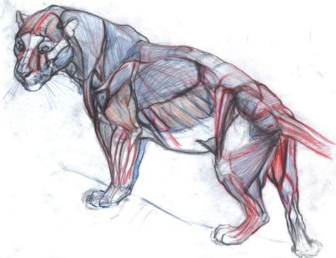 Jaguar Anatomy Illustration By Joe Weatherly Anatomía Animal Arte