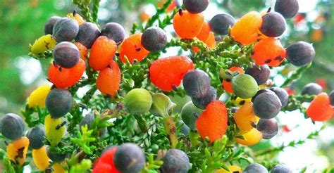 Recklessly Fruit Salad Plant Where To Grow