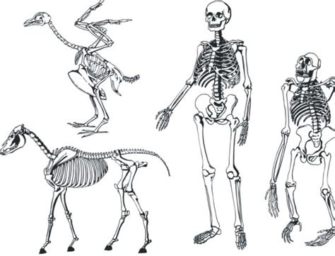 Download Bones skeleton vector Free vector in Coreldraw cdr ( .cdr ...