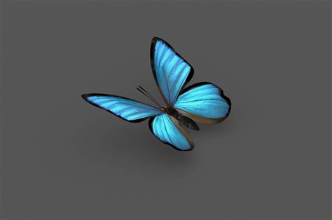 Butterfly 3d Model Nature Cgtrader