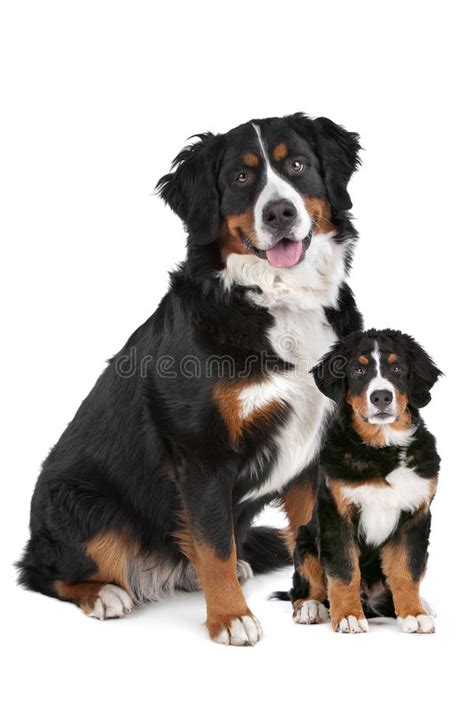 Bernese Mountain Dog Adult And Puppy Stock Photo Image