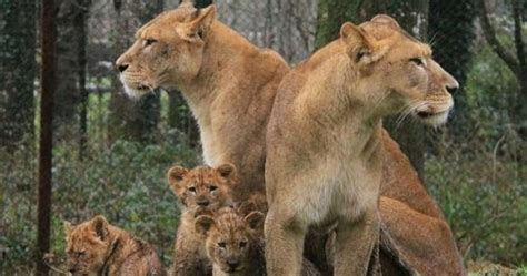 Just Lions Lion Cubs At Longleat Safari Park
