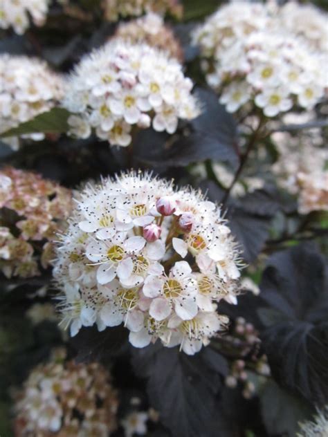 A large spreading shrub with intensely purple leaves all season long, small white flowers diablo ninebark features showy clusters of white flowers at the ends of the branches from late spring to early summer, which emerge from distinctive pink flower buds. 'Diablo' Ninebark flower | Physocarpus opulifolius ...