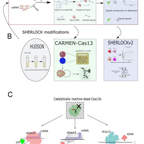 Domain Architectures Of Representative Crispr Effector Proteins And