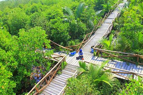 Luas hutan bakau di indonesia sekitar 2,5 juta hingga 4,5 juta hektar dan merupakan hutan mangrove terluas di dunia. 11 Wisata Hutan Mangrove yang Menarik di Indonesia