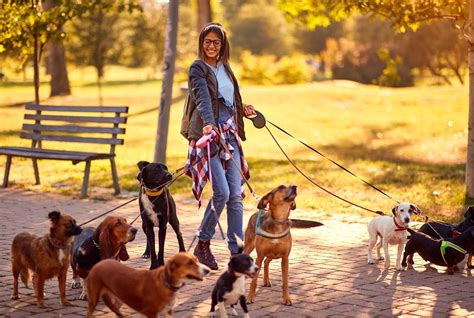 5 Best Dog Walkers In Melbourne Top Rated Dog Walkers