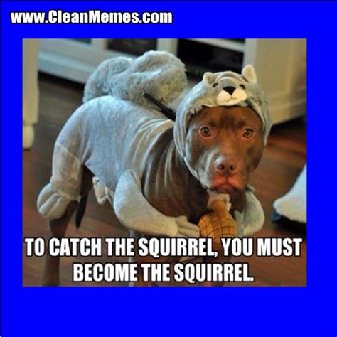 Too Catch The Squirrel Clean Memes