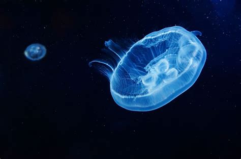 Lions Mane Jellyfish Facts Animals Of The Oceans Worldatlas