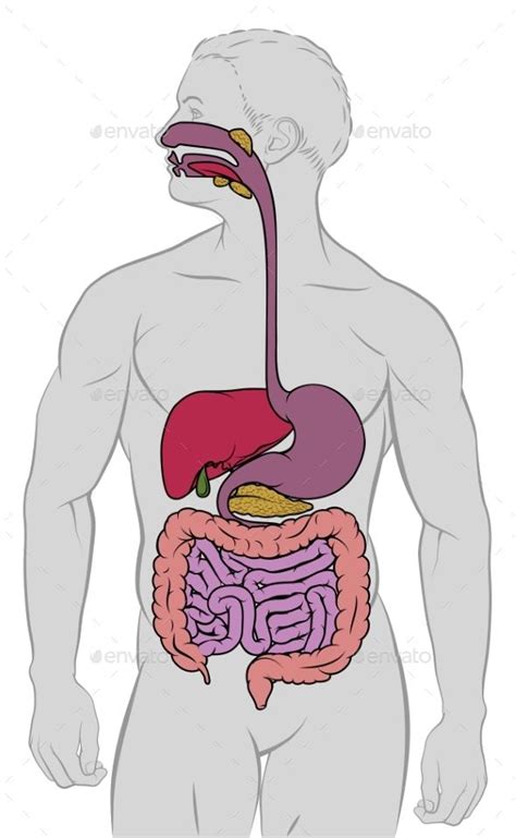 Diagrama De Tracto Gastrointestinal De Anatom A Humana Un Diagrama De