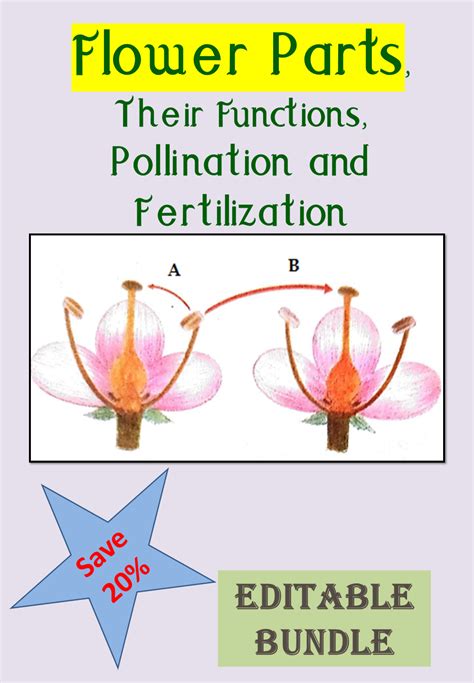 Flower Parts Their Functions Pollination And Fertilization Editable Bundle Parts Of A Flower