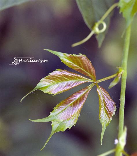 Leaf Or Leafs Haidarism Flickr