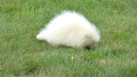 All White Creature Identified As Rare Albino Porcupine Wbff