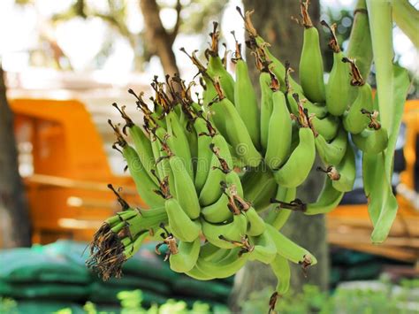 Green Organic Bananas Bunch On Banana Tree In Farmland Stock Image